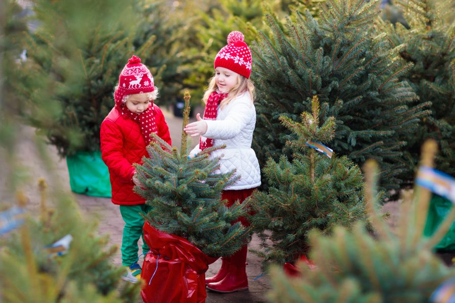 Real vs. Fake Christmas Trees